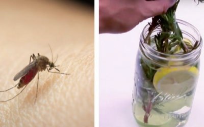 If You Mix These 4 Natural Ingredients To Make THIS You Will Get Rid Of All Mosquitoes For Good!