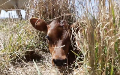 Mama Cow Kept Hiding Her Baby Calf Every Day. The Reason Tore My Heart Up!