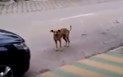 That Car Parks Directly In Front Of This Dog. Now Watch The Dog’s Back. WOW!