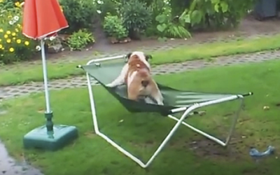 This Bulldog Pup Attempts To Balance On A Hammock. The Results Are An Unexpected Surprise!