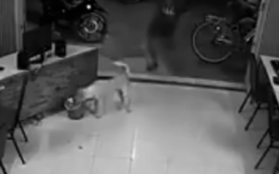 Man Kicks This Innocent Puppy But Then He Gets Some Instant Karma!