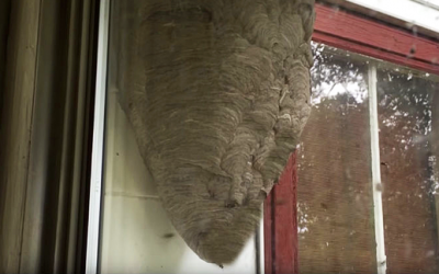 This Guy Woke Up To A Strange Tapping Noise On His Window and Walks Up To A Giant Hornets Nest.