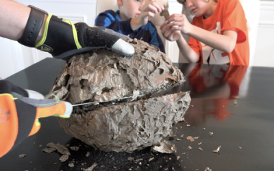 Dad Decides To Show His Two Nervous Sons The Center Core of a Wasps Nest