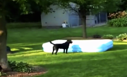 dog proof blow up pool