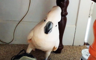 Daddy Tells His Parrot He Has To Go To The Vet. The Parrot Proceeds To Throw a Hysterical Tantrum.