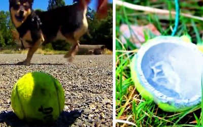 If You Notice a Tennis Ball This Weekend Don’t Let Your Kids or Dog Touch It. The Reason Is Scary!