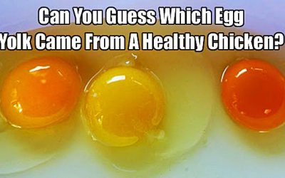 Can You Tell Which Of These Yolks Comes From A Chicken That Is Actually Healthy? I Had No Idea.