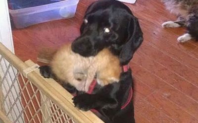 THIS Cat Had a Litter of 7 Tiny Kittens. But What The Family Dog Does To Them Is UNTHINKABLE!