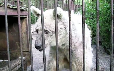 Watch This Depressed and Neglected Bear Chained For 30 Years Finally Get It’s Freedom For The First Time