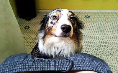 This Is Why Your Dog Always Follows You To The Bathroom