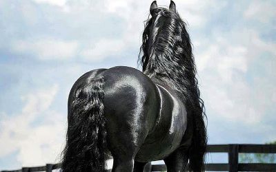 This Black Horse Is Very Unique