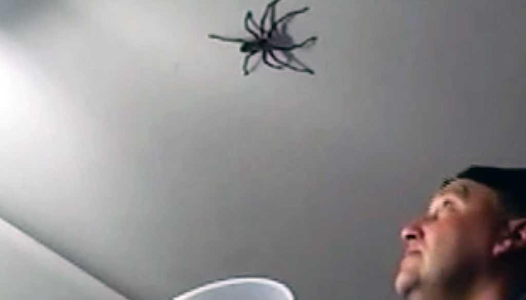 Dad Spots A Giant Spider On The Ceiling Makes The Worst Possible