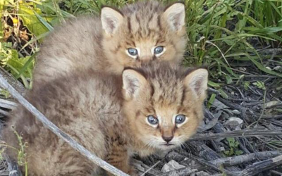 He Rescued Kittens On The Side Of The Road. But He Had No Idea They Would Become THIS!
