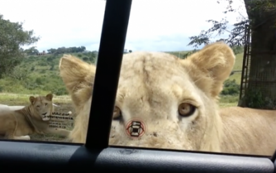 This Family Went to See The Lions In Their Car.