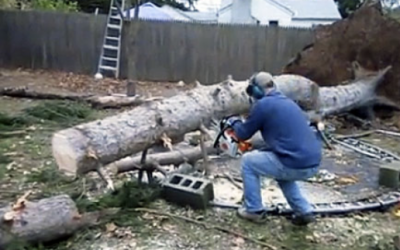 Man Slices This Old Tree Taken Down By Large Storm