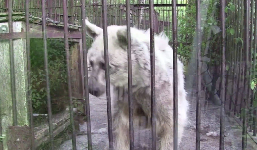 Neglected Bear Was Put In A Rusty Cage For 30 Years. Now Watch THIS ...