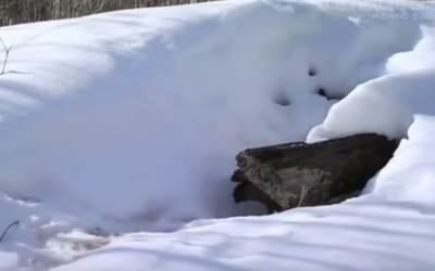 He Spent 5 Years Of His Life Trying To Film THIS. Watch What He Caught Coming Out Of The Hole!