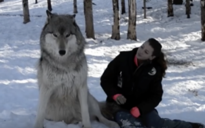 Huge Wolf Sits Down Next To This Lady. Now Watch The Moment When Their Eyes Meet.