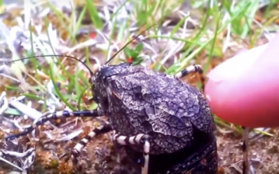 Guy Spots a Strange Bug In The Grass.