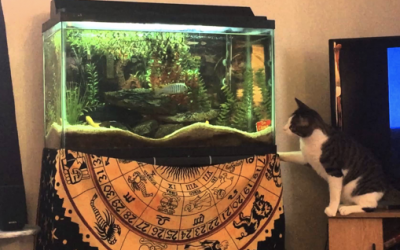 Kitty Thought He Had a Master Plan To Catch The Fish. But Then The UNTHINKABLE Occurs!