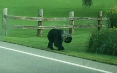 Watch These Brave People Rescue a Bear With a Bucket Stuck On His Head
