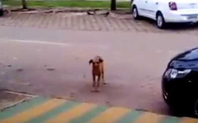 This Pup Walks Past A Car Blasting Music.