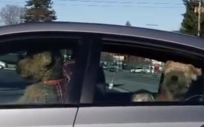 Their Owner Left These Dogs In The Car Alone. But Then The UNTHINKABLE Occurs!