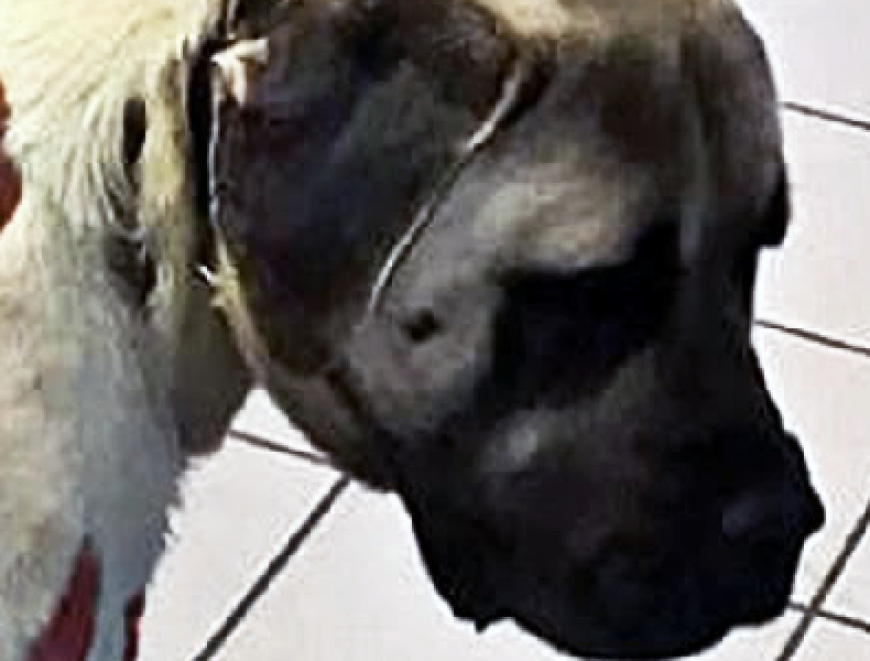Lady Brings Dog Covered In Strange Spots To The Vet What They Reveal