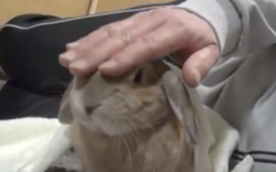 Each Time This Spoiled Lil Rabbit’s Dad Stops Petting Him The Bunny Throws The Funniest Tantrum!