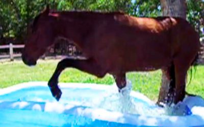 The Most Incredible Thing Happens When THIS Horse Finds The Blue Kiddy-Pool!