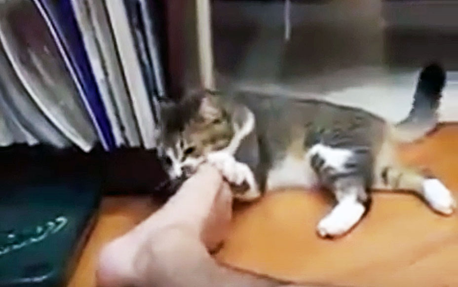 Kitty Smells His Feet Realizes He's Made a Huge Mistake. Looks At The Cam And Makes The Funniest