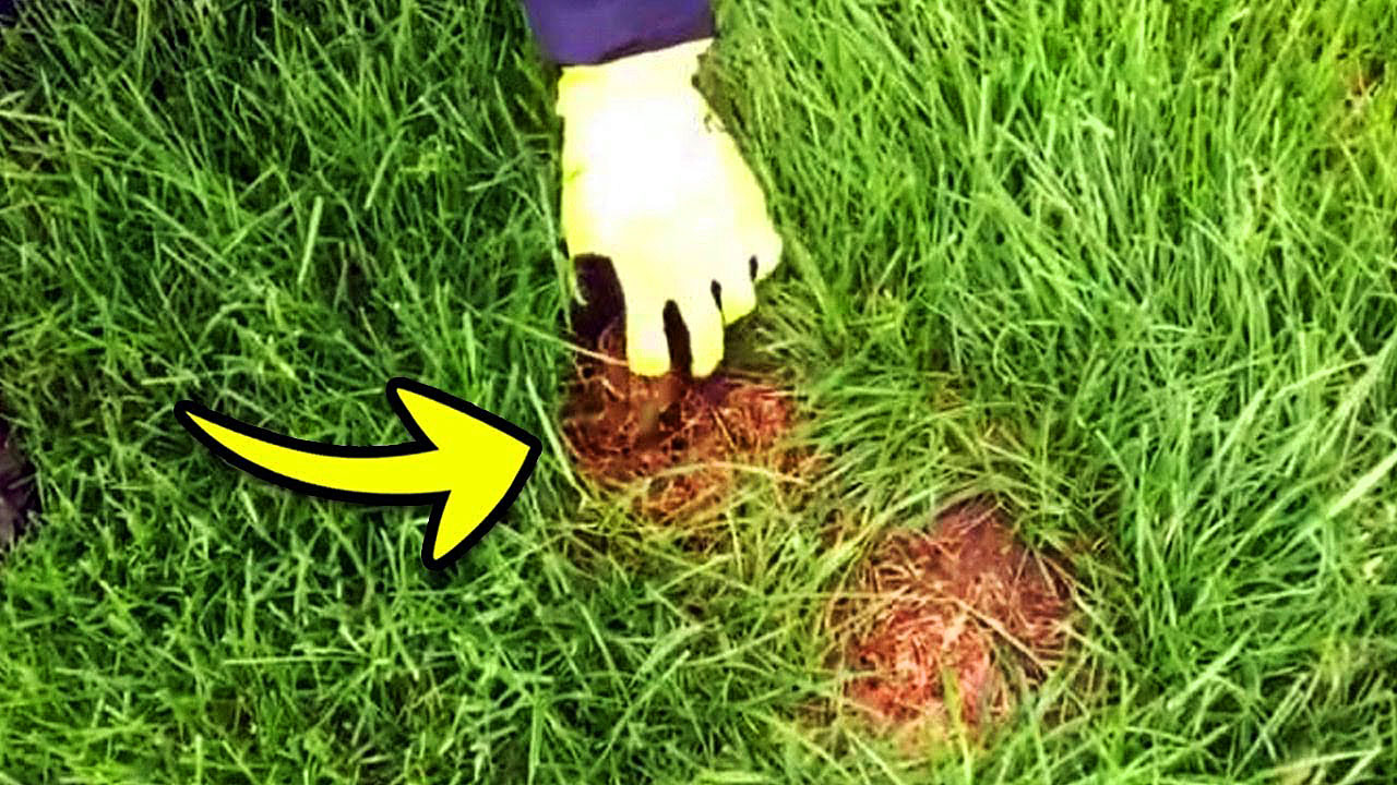 Станет просто землёй травой. Земоя м трпвой. От героев былых времен картинки. Земля с травой и листвой. Почва с травой.