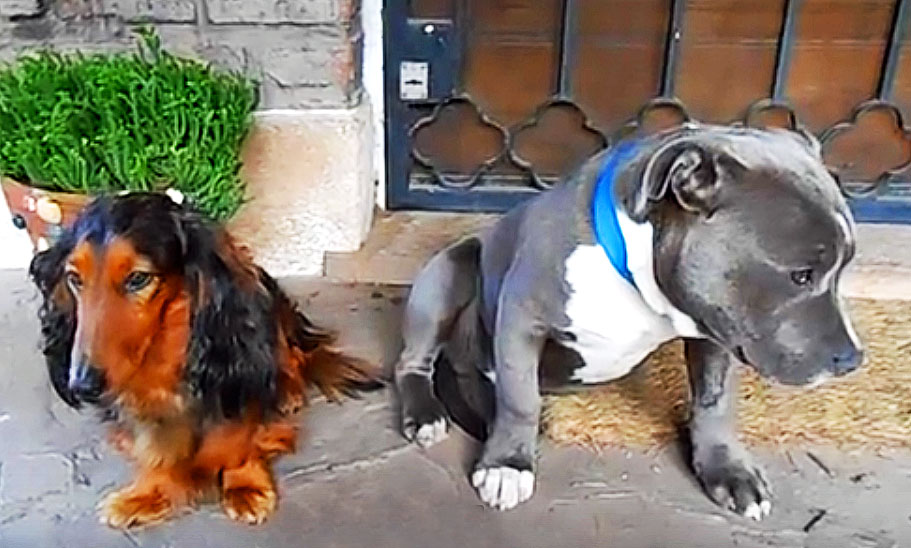 Dad Confronts His 2 Dogs About Who Ate His Shoes. How The Guilty 1