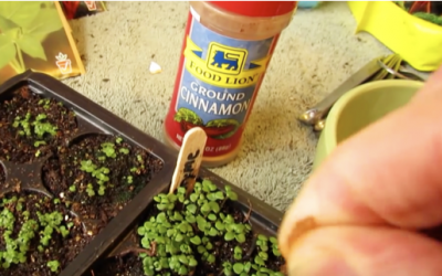 A Cinnamon Gardening Life Hack Everyone Should Know