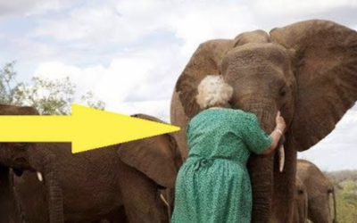 THIS Group Of Elephants Stands In Line Everyday To Hug This Lady. This Is The Strange Reason Why!