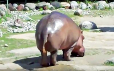 More Than 30 Million Humans Took Time Out Of Their Day To Witness This Hippo’s Huge Fart