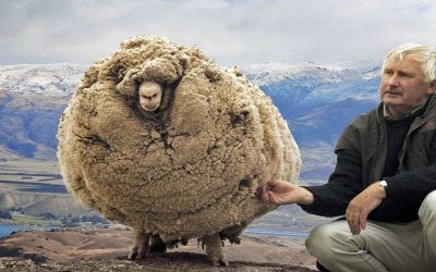 6 Years Ago a Sheep Escaped and Grew 60lbs of Wool. They Were Stunned But Wait Til’ You See Him Now!