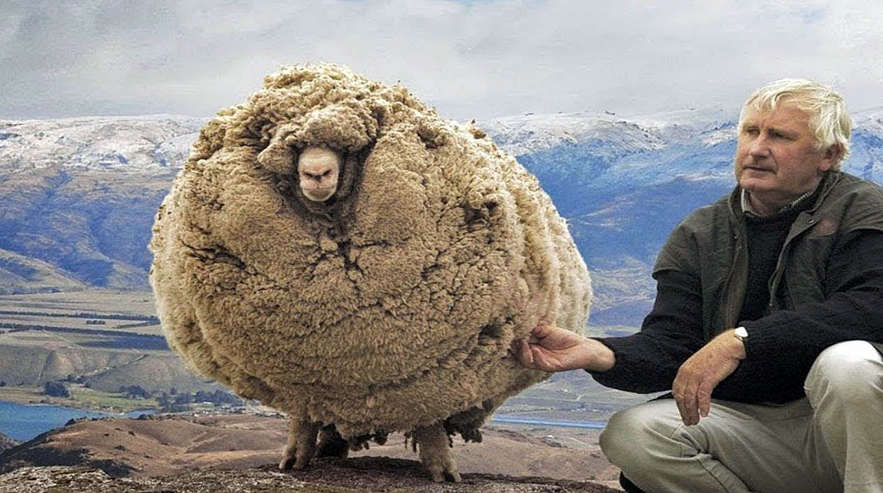 6 Years Ago a Sheep Escaped and Grew 60lbs of Wool. They Were Stunned