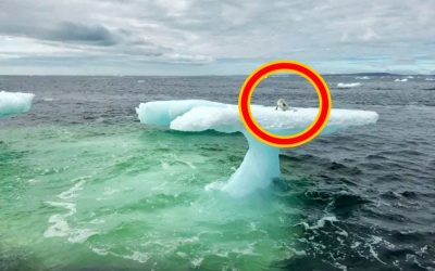 Fishermen On This Boat Spotted What They Thought Was a Seal But They Approached It and Got a Closer Look!