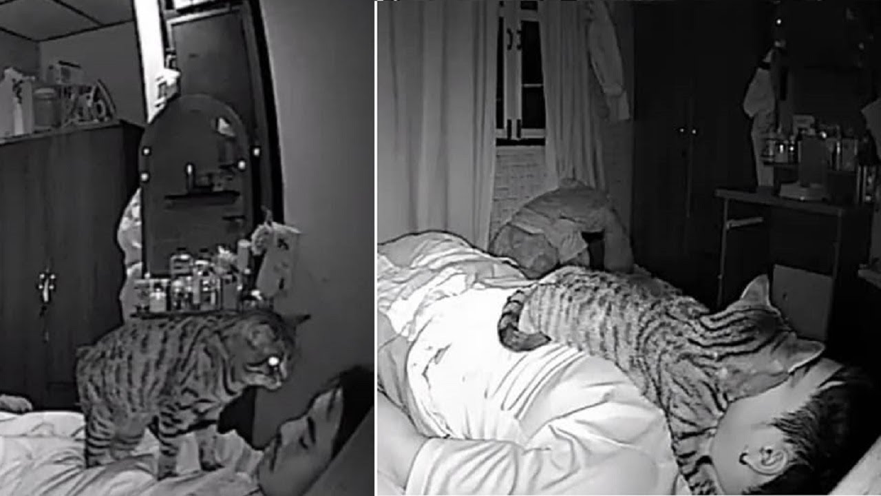 Кошка приходит спать. Коты и хозяева ночью. Кот над спящим человеком. Кот, наблюдает за спящим. Кот в постели с хозяином.