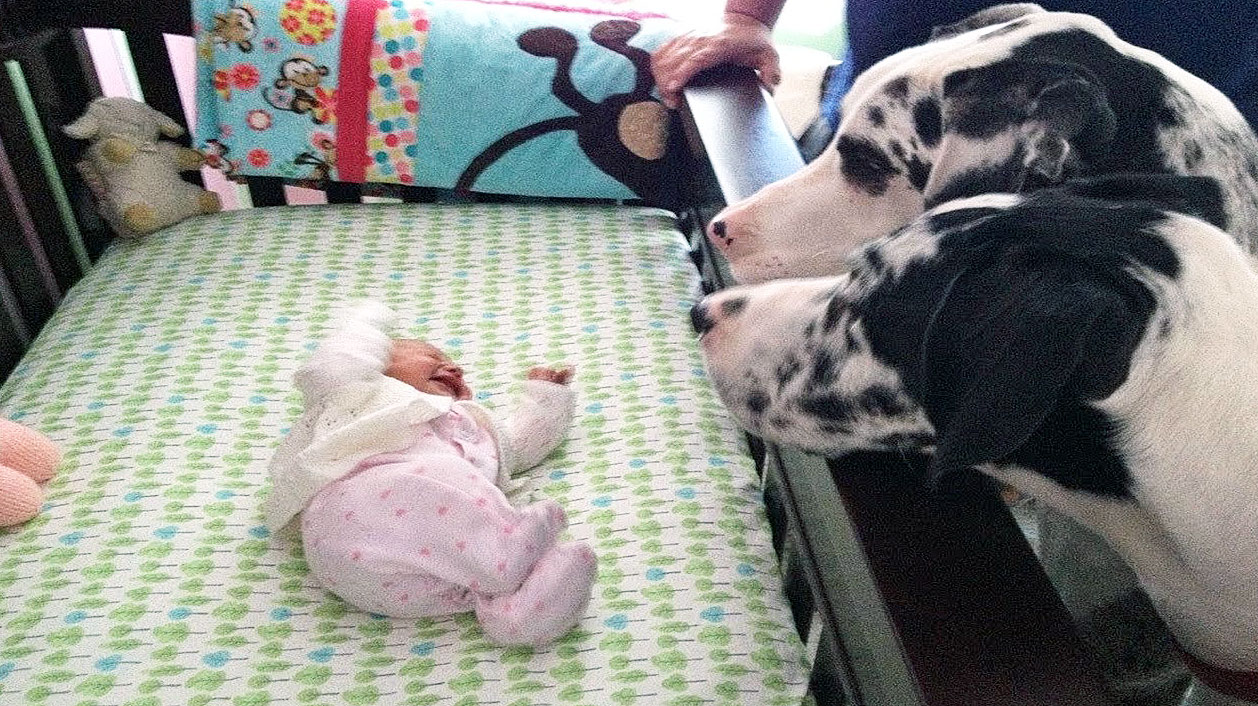 Mom and Dad Left Their Baby Alone With The Dogs. When They Return They