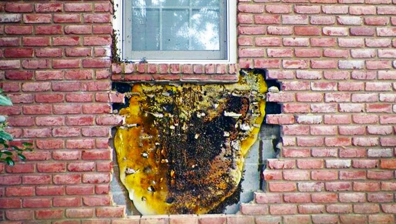 Guy Started To Remove Bricks From THIS Wall. That Is When He Reveals a