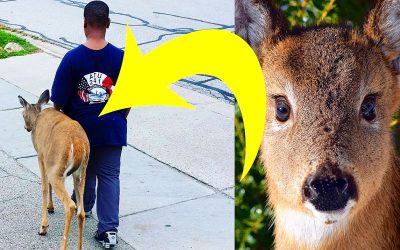 Neighbors Spot a Strange Boy Walking Beside This Deer Everyday