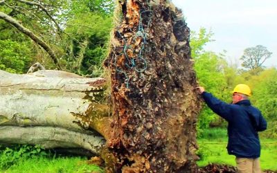 A Huge Storm Took Down THIS Giant Tree. Then Scientists Uncover an UNTHINKABLE Surprise Under It!