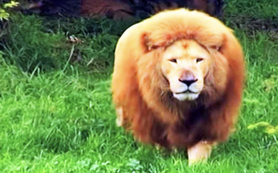 Bored Lion Shows Off His Skills.