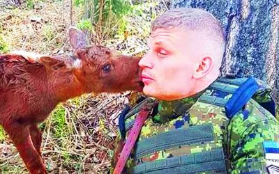 Watch This Baby Moose Come Face To Face With a Soldier In The Woods