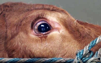 Cow Cries Thinking She’s Going To Slaughterhouse But She’s Being Saved and Gets Freedom For The First Time