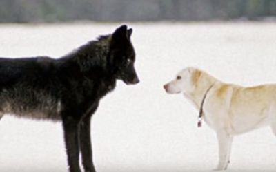 Watch The Moment When This Pet Dog Is Approached By a Wild Wolf