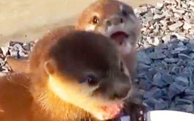 Kidnapped Baby Otters Were Neglected But They’ve Been Saved and Get Freedom and Food For First Time