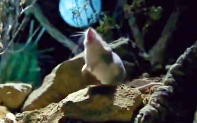 Watch This Strange Wolf Mouse Howling At The Moon